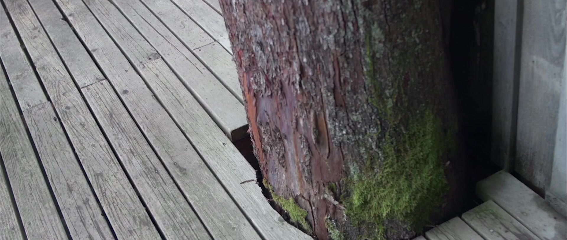 A hand touching the bark of a tree beside a wooden deck